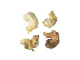 WULKEN VLEES GEKOOKT  1 KG