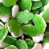 SNOEP KIKKERS  HARIBO  28 ST  70 GR    promo  